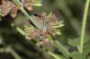 image of Salvia 