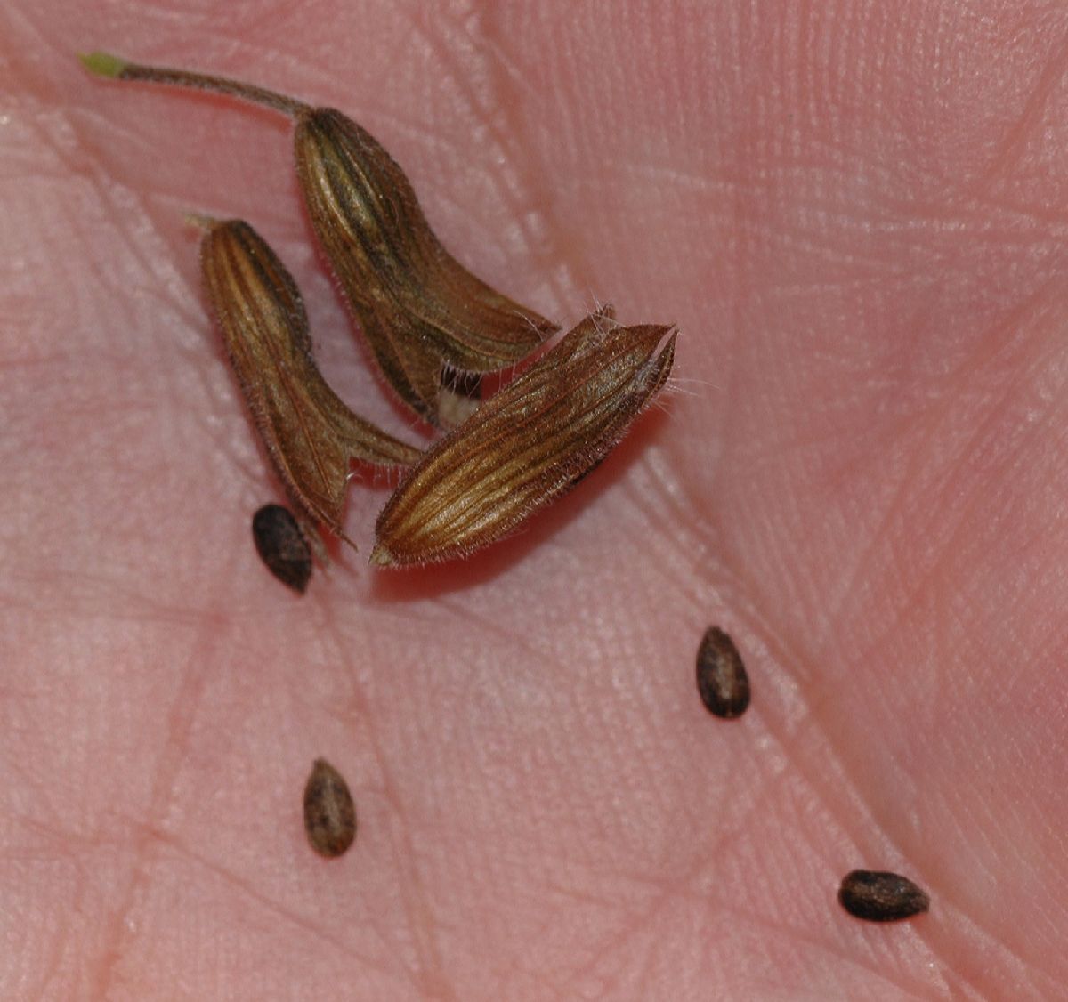 Lamiaceae Salvia 