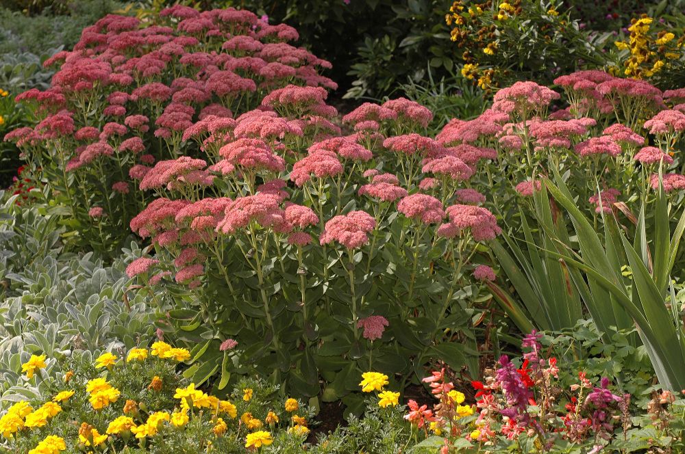 Crassulaceae Sedum 