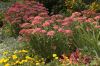 image of Sedum 