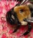 image of Xylocopa 