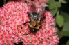 image of Sedum 