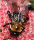 image of Xylocopa 