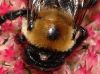 image of Xylocopa 