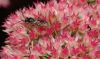 image of Sedum 