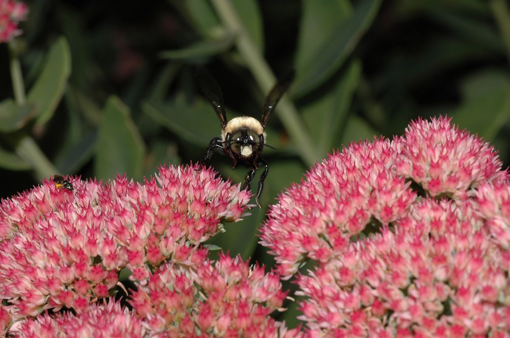 Crassulaceae Sedum 