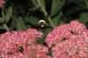 image of Sedum 