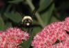 image of Xylocopa 