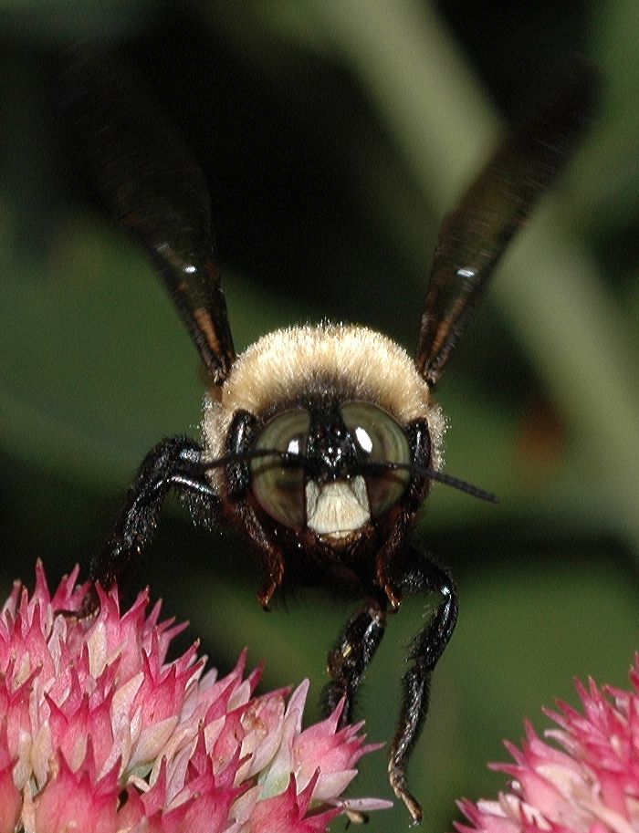 Apidae Xylocopa 