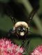 image of Xylocopa 