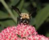 image of Sedum 