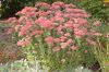 image of Sedum 