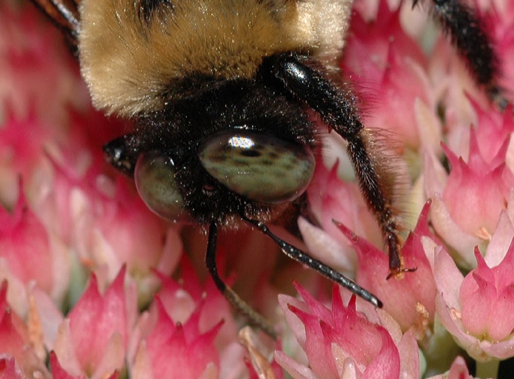 Apidae Xylocopa 