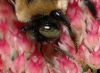 image of Xylocopa 