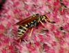 image of Polistes dominula
