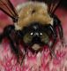 image of Xylocopa 