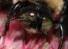 image of Xylocopa 