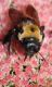 image of Xylocopa 
