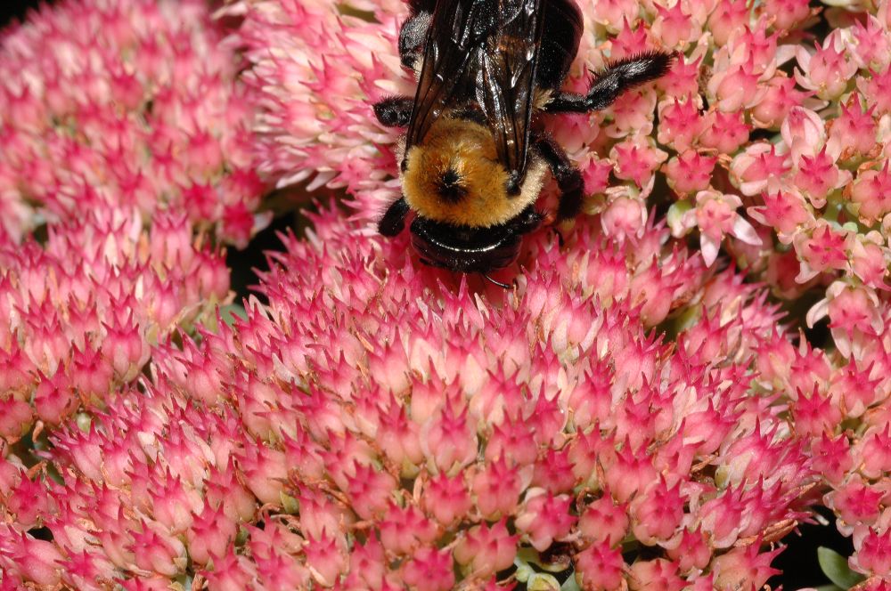 Crassulaceae Sedum 