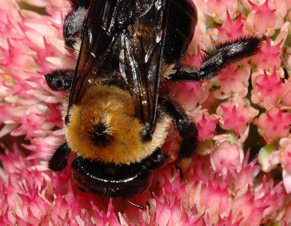Apidae Xylocopa 