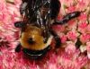 image of Xylocopa 