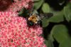 image of Sedum 