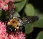 image of Xylocopa 