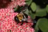 image of Sedum 