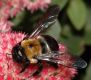 image of Xylocopa 