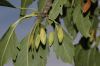 image of Fraxinus excelsior