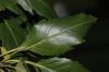 image of Fraxinus excelsior