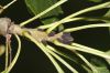 image of Fraxinus excelsior
