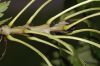 image of Fraxinus excelsior