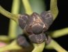 image of Fraxinus excelsior