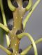 image of Fraxinus excelsior