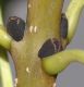 image of Fraxinus excelsior
