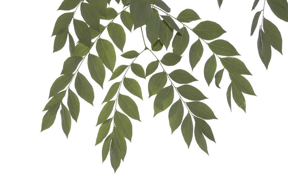 Fabaceae Gymnocladus dioica