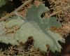 image of Macleaya cordata