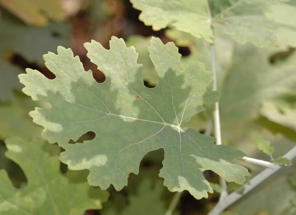 Papaveraceae Macleaya cordata