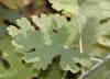 image of Macleaya cordata