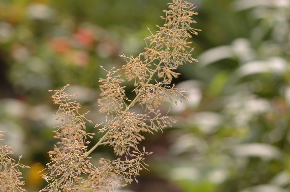 Papaveraceae Macleaya cordata
