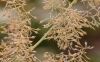 image of Macleaya cordata
