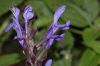 image of Salvia 