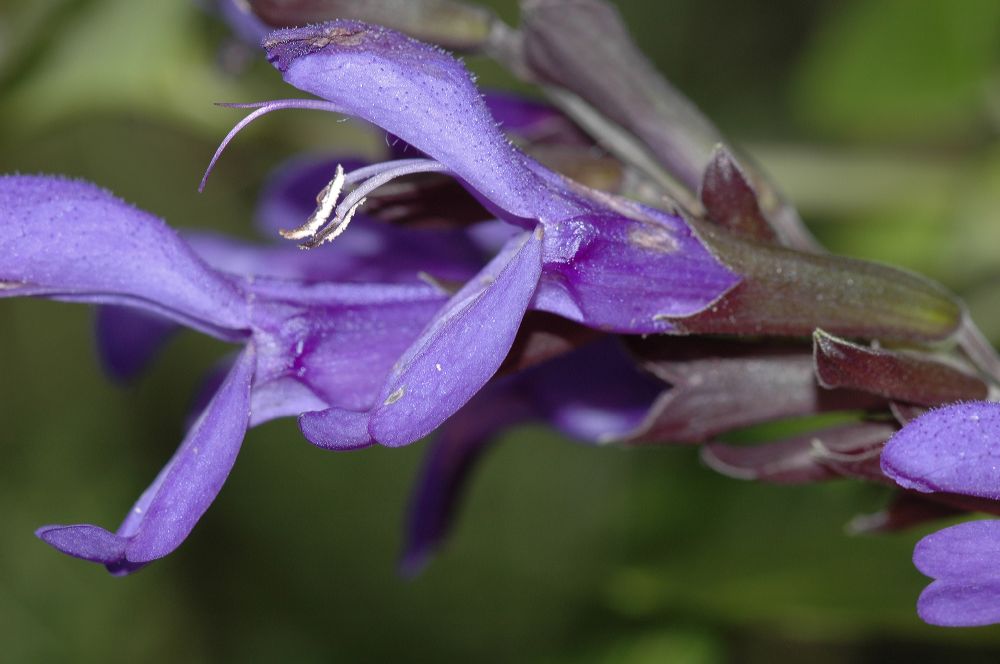 Lamiaceae Salvia 