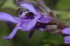 image of Salvia 