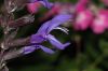 image of Salvia 