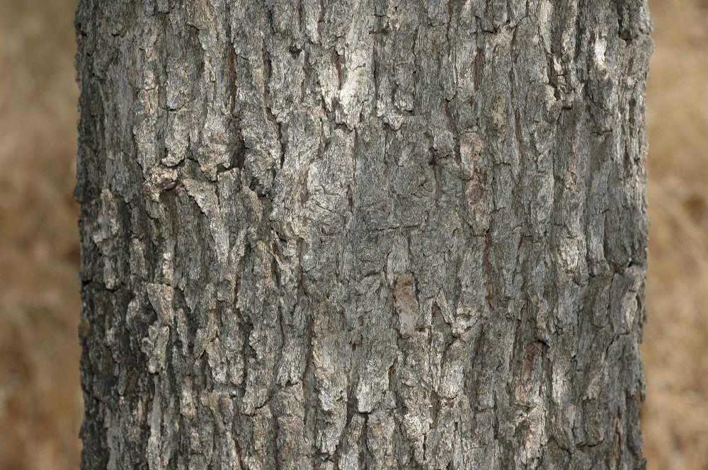 Fagaceae Quercus gambelii