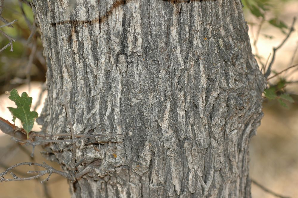 Fagaceae Quercus gambelii