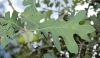 image of Quercus gambelii