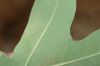 image of Quercus gambelii